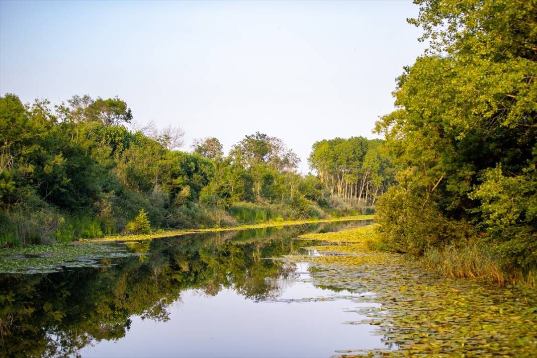 Türkiye’nin en büyük tek parça subasar ormanı 1
